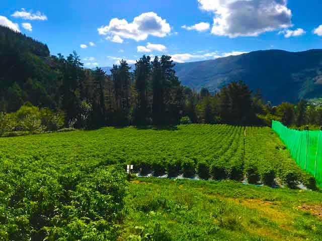 Cultivo de guindilla