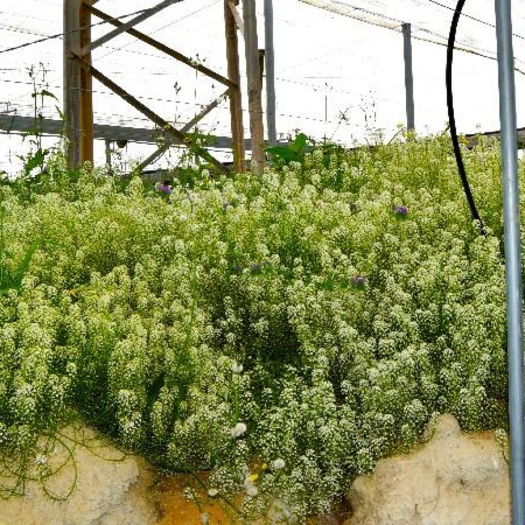 riego agrícola