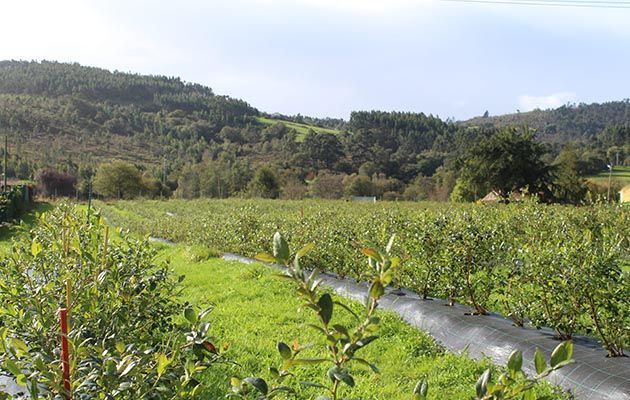 programador-ciclon-cultivo-arandanos